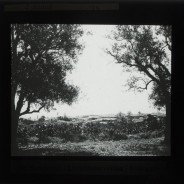 Böhl glass slide 61.1/1635